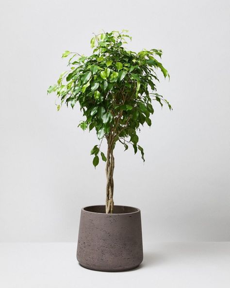 Ficus Tree Indoor, Weeping Fig Tree, Weeping Fig, Ficus Benjamina, Planters Ideas, Fig Plant, Ficus Tree, Rubber Tree, Air Purifying Plants