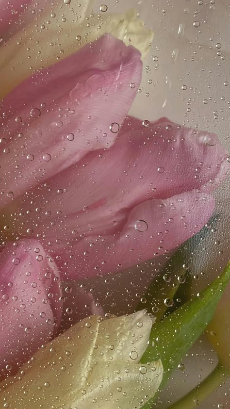 Wet Tulips Wallpaper, Flower In Glass Wallpaper, Wet Screen Wallpaper Flower, Frosted Flowers Wallpaper Hd, Wet Flower Wallpaper, Frosted Flowers Wallpaper, Wet Flowers Wallpaper, Ipad Wallpaper Flowers, Ethereal Rose