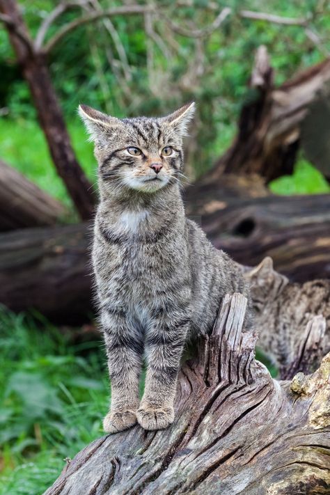 Wildcat Drawing, Wildcat Tattoo, Scottish Wildcat, Cat Spirit Animal, Therian Pfp, Small Wild Cats, Cat Expressions, Warrior Cats Books, Therian Mask