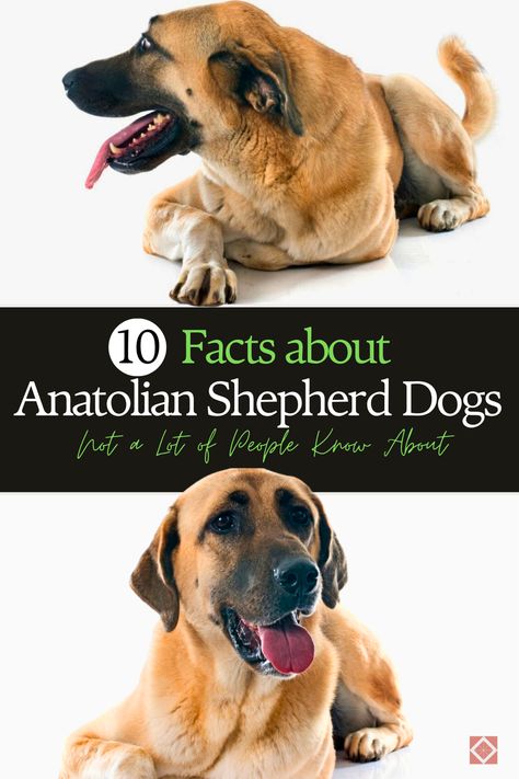 Discover the fascinating secrets of Anatolian Shepherd Dogs! From their ancient origins to their unique traits, these 10 surprising facts will make you fall in love with this incredible breed even more. Whether you're a dog lover or just curious, you won't want to miss out! Sherman Shepherd Dogs, Anatolian Shepherd Puppies, Carpathian Shepherd Dog, Caucasion Shepherds, Anatolian Shepherd, Shepherd Dog Breeds, Health Screening, Ancient Origins, Surprising Facts