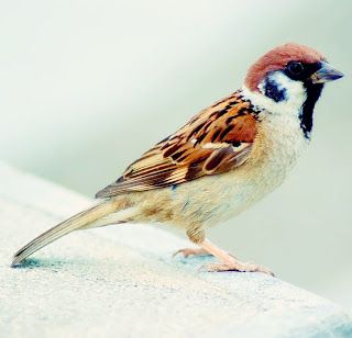 Sparrows in Witchcraft Wall, White