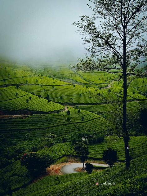 Munnar Photography Kerala, Kerala Backwaters, Kerala Travel, Real Estate Marketing Design, Tea Estate, Family Package, Kerala Tourism, Family Tour, Munnar