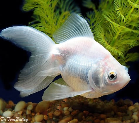 White Goldfish Ryukin Goldfish, Goldfish Types, Fantail Goldfish, Pretty Fish, Salt Water Fish, Cool Fish, Pet Fish, Beautiful Fish, Anime Animals