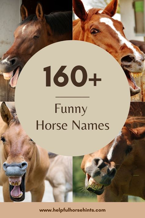 Coming up with a funny horse name can be as simple as a play on words or even combining two rhyming words in a funny way. These names are great to use both as barn names and as show names for your horse. The one thing all of these horse names have in common? They are funny! #horsename #funny #tips #howtoname #list #uniquename #helpfulhorsehints Horse Names With Meanings, Western Horse Names, Western Horse Names List, Dunn Horse, Horse Show Names, Funny Horse Names, Female Horse, Horse Food, Funny Tips