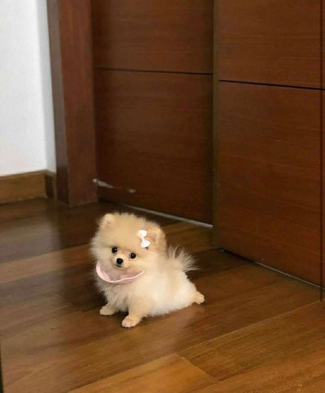 Baby Pomeranian, Spitz Pomeranian, Pom Dog, Cute Small Dogs, Small Puppy, Teacup Pomeranian, Dog Mommy, Cute Dogs Images, Very Cute Puppies