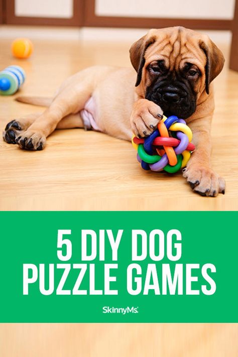 Puppy Brain Games Diy, Homemade Dog Puzzles, Interactive Dog Toys Diy Brain Games, Diy Dog Games Brain Challenges, Dog Brain Games Diy, Diy Dog Puzzles, Games For Puppies, Puppy Games, Pet Activities