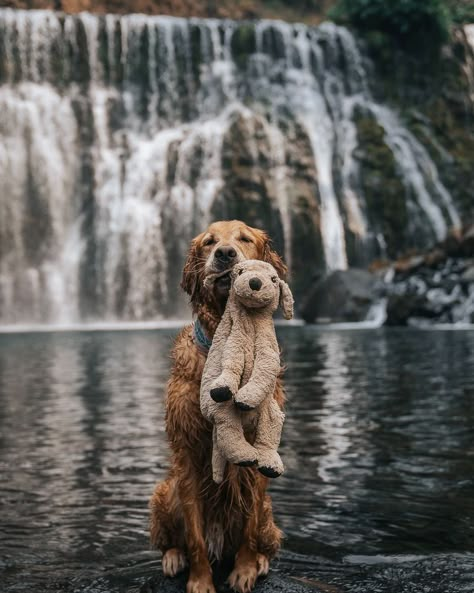 Dog Playing Aesthetic, Dog In Nature, Puppies Playing, Dogs Together, Dogs Photography, Dog Haircuts, 2 Friends, Cute Dogs And Puppies, Cute Animal Drawings