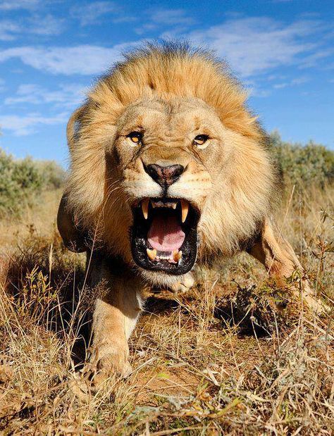 beautiful lion | An Angry Lion Captured in the Kalahari Desert, South Africa | # ... Wild Kingdom, Lion Of Judah, Cheetahs, A Lion, African Beauty, Amazing Animals, Animal Planet, White Photo, Wild Life