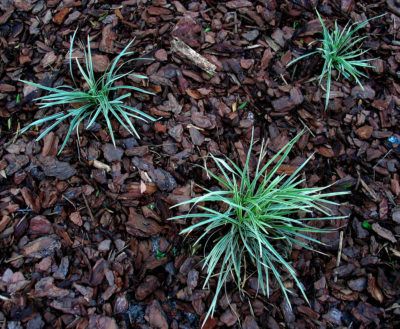 What Is Cypress Mulch: Using Cypress Mulch In Gardens -  Many gardeners haven’t read up on cypress mulch information and, therefore, don’t know the benefits of this organic product - or the risks of using it. Click here for additional cypress mulch information, including the downside of using cypress mulch in gardens. Cypress Mulch, Garden Mulch, Mailbox Landscaping, Cypress Gardens, Mulch Landscaping, Hillside Landscaping, Free Plants, Outdoor Landscaping, Quick Guide