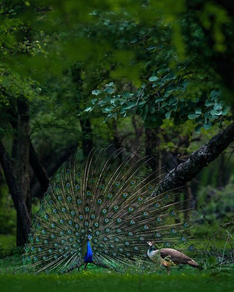 Aqua Wedding Colors, Jungle Pictures, Male Peacock, Ramp Walk, Biker Photoshoot, Aqua Wedding, Underwater Animals, Wild Forest, Forest Pictures