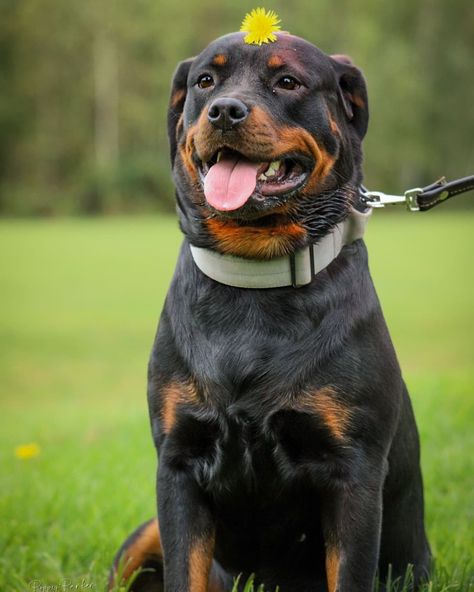 Pawsitive vibes only. Pawsitive Vibes, Rottweiler Love, American Flag Wallpaper, Flag Wallpaper, Rottweiler Dog, Cute Animals Images, Animals Images, Rottweiler, Aesthetic Photo