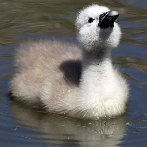 cygnet Swan Meaning, Swan Pictures, Baby Swan, Leopard Cub, Mute Swan, Swan Song, Ugly Duckling, San Diego Zoo, Expecting Baby