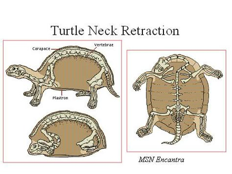 Turtle Anatomy Drawing, Turtle Anatomy, Bio Mimicry, Freshwater Turtles, Movie 2024, Tortoise Habitat, Box Turtle, Animal Anatomy, Tortoise Turtle