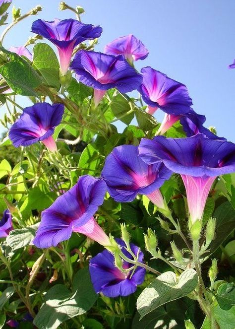 Morning glories Purple Morning Glory, Morning Glory Tattoo, Morning Glory Flowers, Plant Art Print, Liminal Space, Purple Garden, Love Garden, Month Flowers, Violet Flower