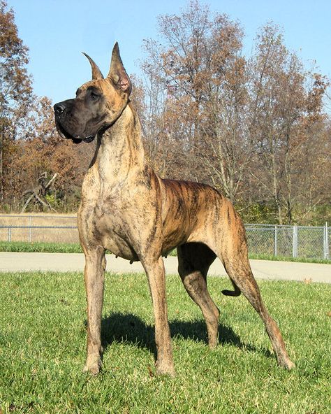 Great Dane Brindle Great Dane, Great Dane Mix Dog Breeds, Fawnequin Great Dane, Blue Merle Great Dane, Great Dane Funny, Merle Great Danes, Worlds Largest Dog, Great Dane Fawnequin, Grey And Black Great Dane