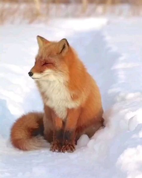 Fox Loves Fan on Instagram: "Missing my mom🦊 What do you think about this video ☺️😍. Double tap ♥️ and comment below. ⬇️.Follow us please 🙏 Tag a friend who love fox. - Credit @kitakitsune_love - Do you like this shirt? You can order from bio link ➡️ @foxloves.fan All rights are reserved & belong to their respective owners (DM for credit or removal) - #wildlifeaddict #animaladdicts #foxlove #foxred #animals #animallovers #redfox #fox_on_adventure #fox #animal #babyfox #foxesofig #ilovefoxes # Red Fox Tattoos, Fun Animal Facts, Fluffy Black Cat, Dog Expressions, Animal Inspiration, Fox Pictures, Foxes Photography, Wonders Of Nature, Gorgeous Cats