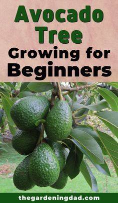 Growing A Avocado Tree, Avacodo Plant Care, How To Plant Avocado Tree, How To Grow An Avocado Tree, How To Grow An Avacodo Plant, How To Grow Avocado, Avocado Tree Backyard, Planting Avocado Tree, Avocado Plant Care