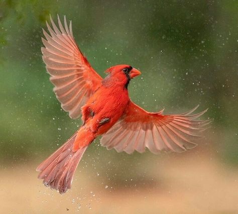 Albino Peacock, Wild Birds Photography, Fly Drawing, Afrique Art, Nature Photographer, Bird Wings, Cute Bird, South Texas, Cardinal Birds