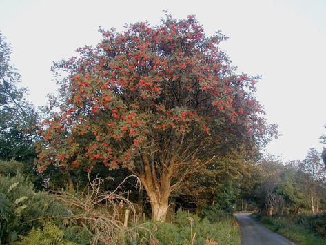 Rowan Tree ~~ In Celtic mythology the rowan is called the Traveller's Tree because it prevents those on a journey from getting lost. Japanese Lilac Tree, Mountain Ash Tree, Celtic Calendar, Sorbus Aucuparia, White Flowering Shrubs, Rowan Tree, Lilac Tree, Berry Bushes, Mountain Ash