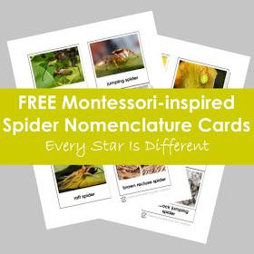 FREE Montessori-inspired Spider Nomenclature Cards Parts Of A Spider, Blank Page For Writing, Mfw Kindergarten, Spider Printable, Spider Unit, Bug Print, Activities For Preschoolers, Montessori Math, Halloween Table Decorations