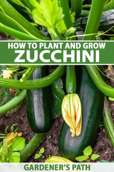 How To Grow Zucchini, Zucchini Growing, Grow Zucchini, Growing Tomatoes From Seed, Growing Zucchini, Zucchini Plants, Growing Veggies, Backyard Vegetable Gardens, Organic Vegetable Garden