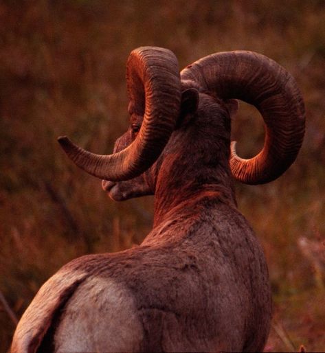 A beautiful big horn sheep I captured a picture of here in montana. Antlers Drawing, Animal Drawing Inspiration, North American Animals, Big Horn Sheep, Bighorn Sheep, Amazing Animal Pictures, Watching The Sunset, Rock Creek, Wildlife Nature