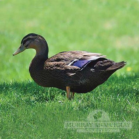 Rouen Ducks, Rouen Duck, Khaki Campbell Ducks, Geese Breeds, Animal Farming, Pekin Duck, Duck Tattoos, Raising Ducks, Create Board