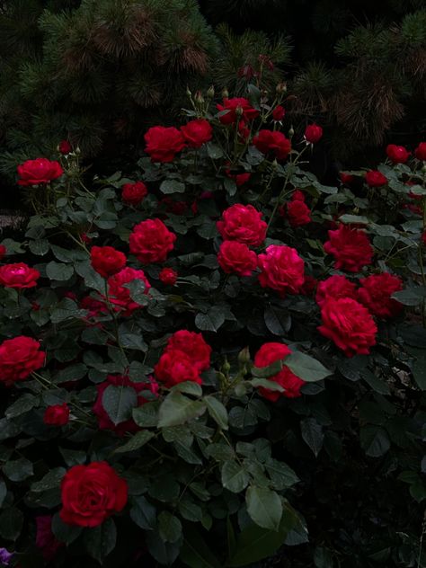 Red Rose Garden Aesthetic, Red Roses Landscape, Romantic Academia Aesthetic Outfit, Romantic Academia Aesthetic, Red Roses Garden, Red Roses Background, Rambling Rose, Dark Red Roses, Vampire Love