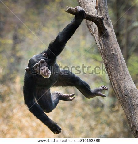 Monkeys Swinging In A Tree, Swinging Monkey, Animal Study, Great Ape, Tree Images, Frog And Toad, Primates, Tarzan, Tree Branch