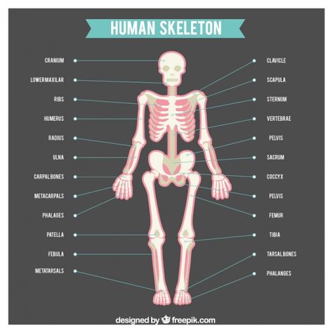 Human skeleton with names of body parts ... | Free Vector #Freepik #freevector #design #study #human #flat Human Skeleton Parts, Body Parts Name, Forearm Bones, Human Body Bones, Thoracic Cage, Skeleton System, Axial Skeleton, Skeleton Parts, Types Of Bones