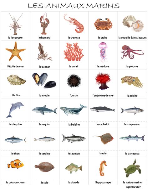 Les animaux marins, imagier - tipirate French Language Learning Kids, Preschool Math Printables, Montessori Science, French Flashcards, Baby Montessori, French Education, Alphabet Worksheets Preschool, French Classroom, Baby Education