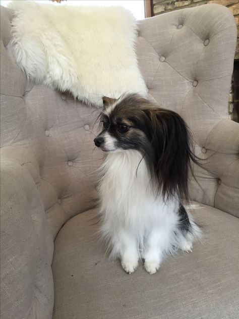 Papillon Dog Puppy, Pet Things, Papillon Dog, Tiny Dogs, Dog Puppy, Reptiles, Best Dogs, Baby Animals, Dogs And Puppies