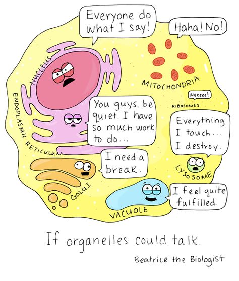 Cells Are Super Chatty - Cheezburger Biology Jokes, Biology Humor, Science Cells, Science Puns, Biology Classroom, 7th Grade Science, Biology Lessons, 6th Grade Science, Teaching Biology