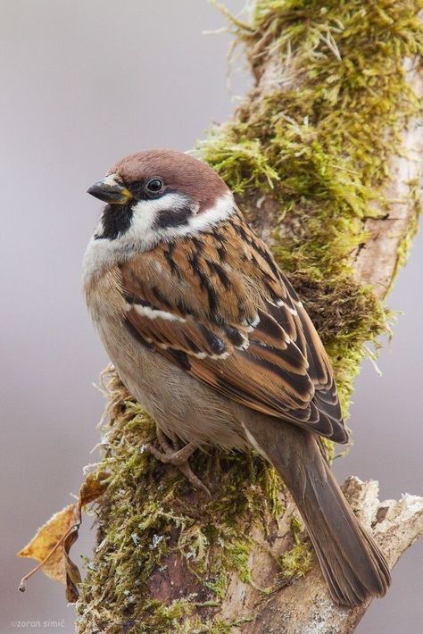 The house sparrow is a bird of the sparrow family Passeridae, found in most parts of the world. It is a small bird that has a typical length of 16 cm and a mass of 24–39.5 g. Females and young birds are coloured pale brown and grey,The House Sparrow is a stout, stocky sparrow, with shorter legs and a thicker bill than indigenous American sparrows. Birding Quotes, Birds Sparrow, Sketches Nature, Beak Mask, Tree Sparrow, Bird Pet, Sparrow Art, Drawing Bird, Animal Aesthetic