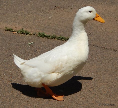 White Pekin Duck taken at Riverfront Park in Pottstown PA on June 2, 2014 Duck Side Profile, Duck Reference, Duck Drawings, Duck Photos, October Bujo, Pekin Duck, Riverfront Park, Photo Study, Duck Pictures