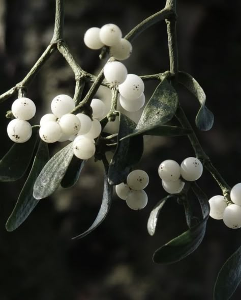 Mistletoe Photography, Mistletoe Aesthetic, Christmas Botanicals, Magic Pictures, Green Therapy, Goth Winter, Winter Foliage, Frosty Morning, Gothic Christmas