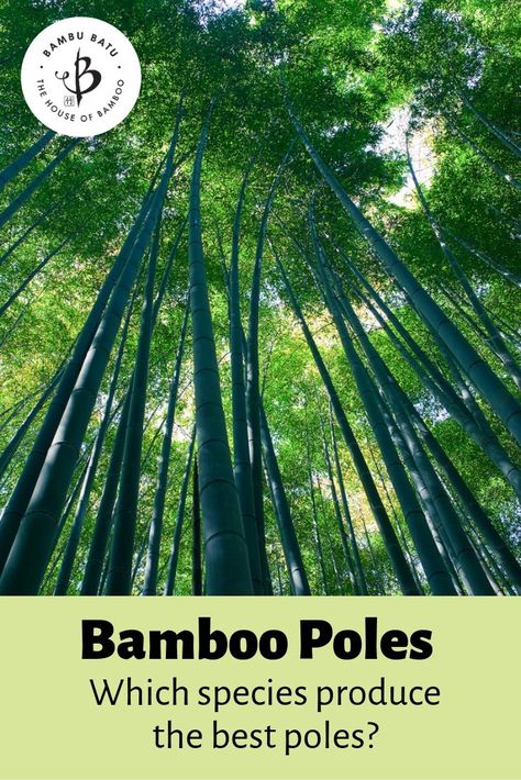 The best bamboo for poles | Bambu Batu Bamboo Growing, Phyllostachys Nigra, Bamboo Species, Growing Bamboo, Bamboo Privacy, Bamboo Construction, Bamboo Poles, Moso Bamboo, Bamboo Art