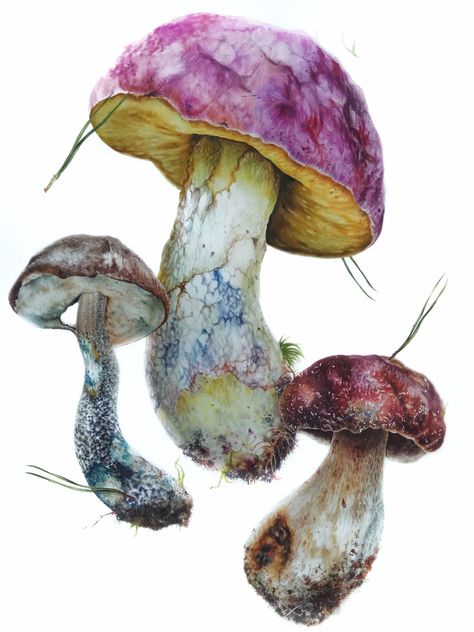 Fungi Illustration, Fungi Art, Mushroom Drawing, Watercolour Inspiration, Watercolor Projects, Botanical Watercolor, Mushroom Art, Botanical Drawings, Watercolor Inspiration