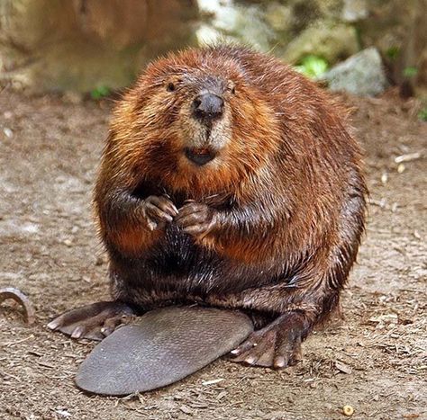 Ecomimicry Principle Two - Being a Keystone Species, by Neil Chambers.  Playing a positive and active role in our surrounding ecology. North American Beaver, Gerbil, Pick Up Lines, E Card, Hey Girl, Animal Planet, Funny Valentine, An Animal, 귀여운 동물