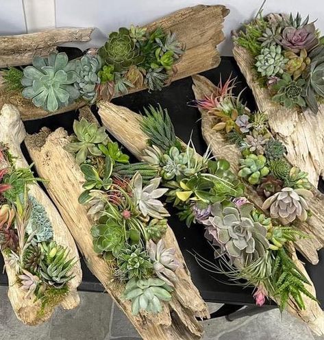 This beautiful custom designed arrangement is made up of live succulents & cactus on a piece of natural driftwood found in the creeks of Tennessee! What a perfect centerpiece design. These are great for weddings/special events, as they can go home with your guests & the plants will live for months even years! We custom design these in your colors/style.  Multiple sizes available!   SMALL -- Approx 3-4" tall with plants, 5-9" long, includes 5-8 live succulent plants  MEDIUM SIZE -- Approx 3-6" ta Driftwood And Plants, Driftwood With Succulents, Rustic Succulent Centerpiece, Decoracion Suculentas Ideas, Driftwood Centerpieces, Driftwood Wedding Centerpieces, Plants For Wedding, Driftwood Wedding, Plant Centerpieces