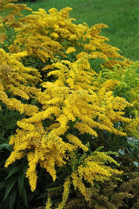 Ten Great Plants for Four-season Color! Xeriscape Ideas, Boulder Garden, Blue Oat Grass, Goldenrod Flower, Bee Friendly Plants, Twig Dogwood, Autumn Clematis, Hardy Geranium, Flower Identification