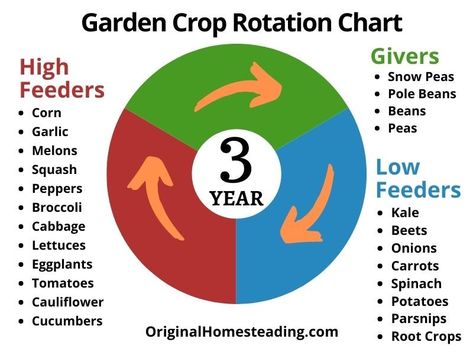 3-Year Crop Rotation Guide + a 4-Year Plan that helps build soil, fight disease and increase garden produce. This is an easy to follow simple way to rotate your garden beds. Garden Crop Rotation, Veggie Farm, Allotment Ideas, Beginners Gardening, Planting Garden, Garden Magic, Gardening Inspiration, Vegetable Garden Diy, Veggie Patch