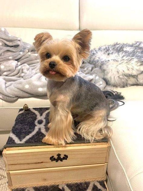 Yorkie Female Haircut, Short Yorkie Haircut Summer, Haircuts For Yorkies, Yorkie Teddy Bear Cut, Yorkie Cut, Yorkie Puppy Cut, Yorkie Puppy Haircuts, Yorkie Puppy Care, Yorkshire Terrier Grooming