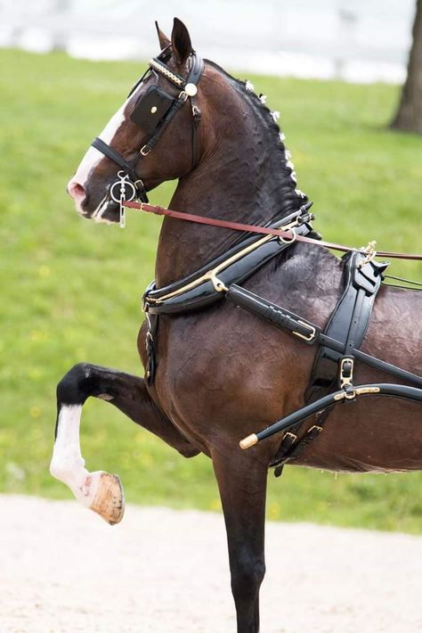 Hackney Horse, Horse Wagon, Tiny Horses, Horse Drawn Wagon, Horse Harness, Horse Riding Tips, Beautiful Horse Pictures, Horse Inspiration, Horse Gear