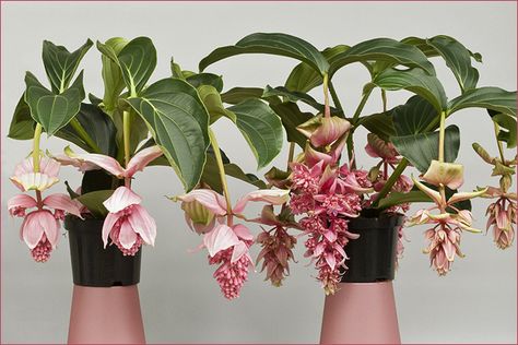 Medinilla magnifica (left) vs Medinilla Dolce Vita (right) Medinilla Magnifica, Tropical Gardening, House Of Leaves, Plant Combinations, Container Plants, Tropical Plants, Potted Plants, Indoor Plants, Orchids