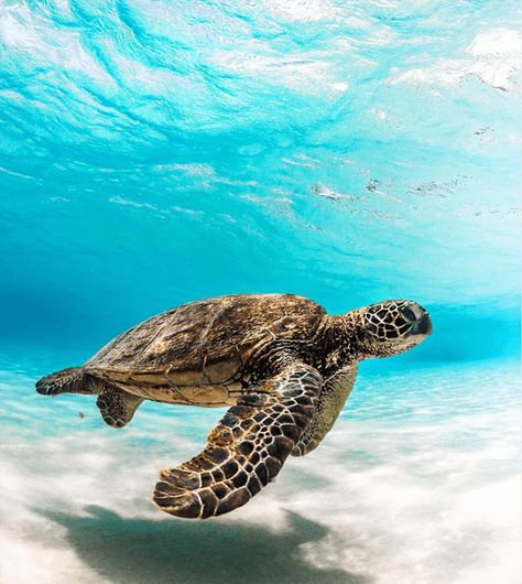 West Maui Turtle Snorkel Tours - Hawaii Ocean Rafting Sea Turtle Images, Sea Turtles Photography, Sea Turtle Wallpaper, Sea Turtle Pictures, Turtle Wallpaper, Hawaii Ocean, Fauna Marina, Beautiful Sea Creatures, Turtle Love