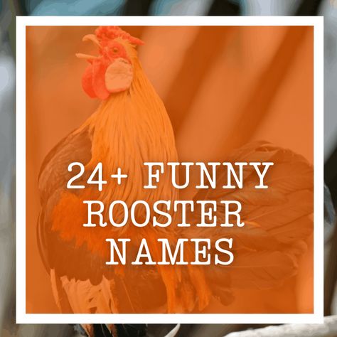 Rooster Names Funny, Types Of Roosters, Largest Chicken Breed, Rooster Names, Old Fashioned Names, Silly Names, Buff Orpington, Colonel Sanders, Black Rooster