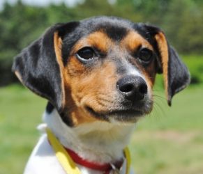 Terrier Mix Breeds, Beagle Funny, Rat Terrier Mix, Bichon Frise Dogs, Adoptable Beagle, Rat Terrier, Terrier Mix Dogs, Breed Dogs, Rat Terriers