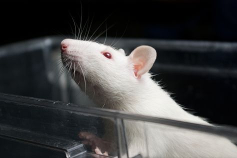 Brain-machine implant gives rats a 'sixth sense': the ability to detect infrared light Animal Research, Animal Experiments, Deep Brain Stimulation, Womens Health Magazine, Infrared Light, Sixth Sense, Research Methods, 3d Printing Technology, Human Condition