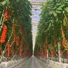 high quality agricultural green house for tomato growing Tomato Growing, House Green, Growing Tomatoes, Green House, Tomatoes, High Quality, Green